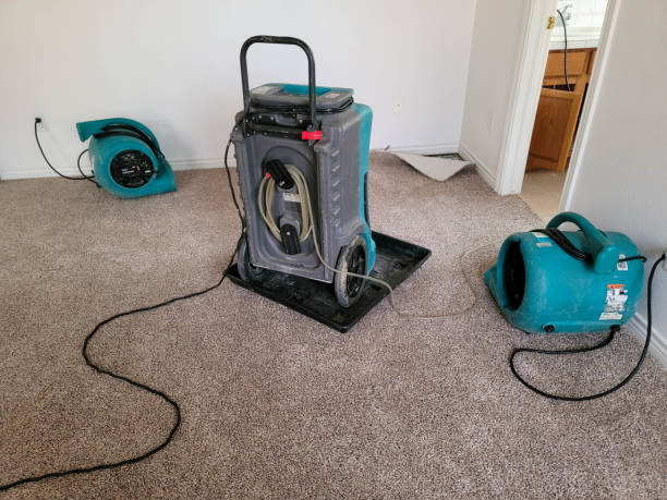 Best Mold removal after water damage  in Somonauk, IL