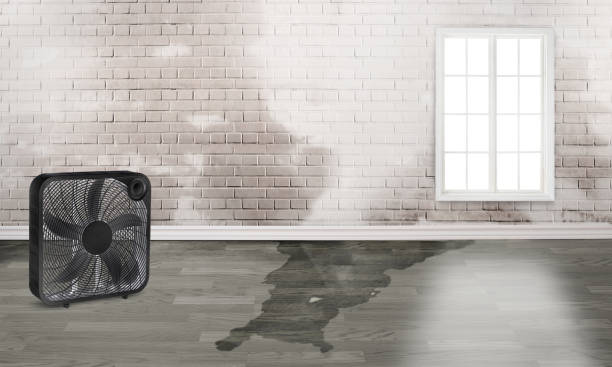 Best Residential water damage restoration  in Somonauk, IL