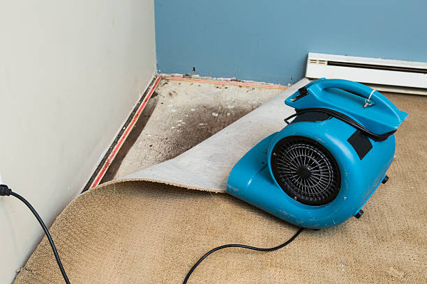 Best Water damage restoration mold remediation  in Somonauk, IL